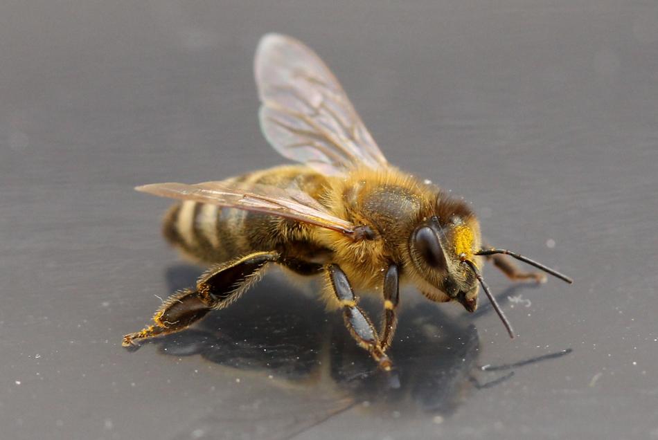 Bee Insecta Wings