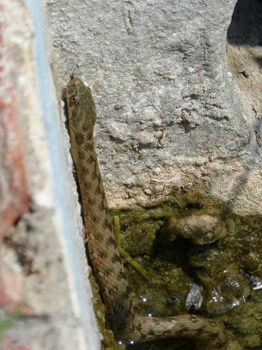 Water Snake Raft