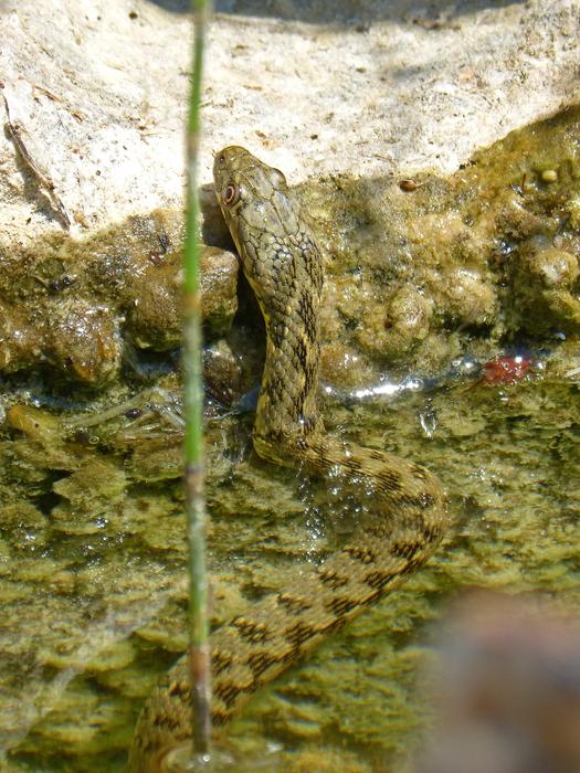 big snake in an aquarium