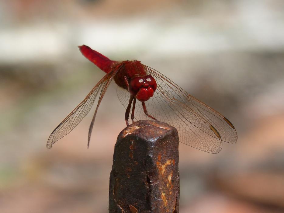 Erythraea Crocothemis Red