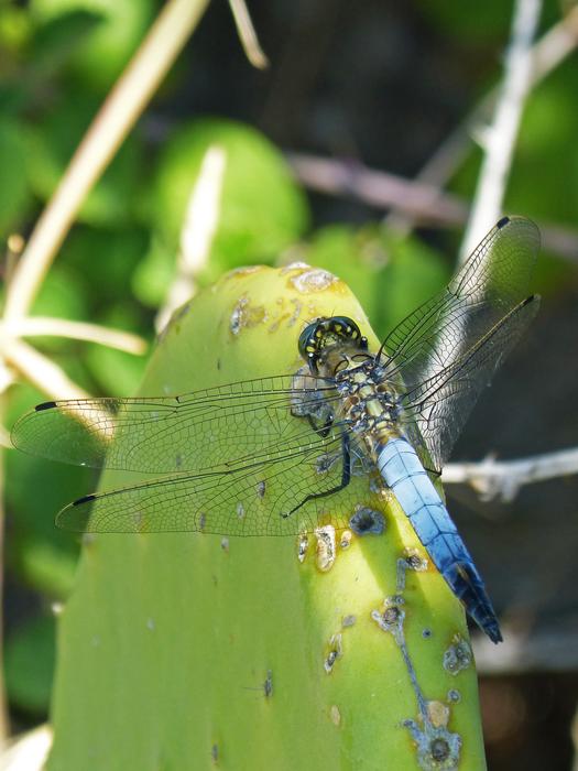 Dragonfly Cactus Wetland Blue