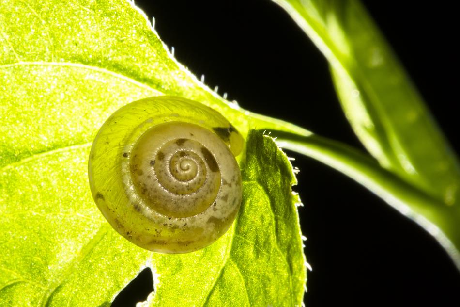 Snail Shell Dry