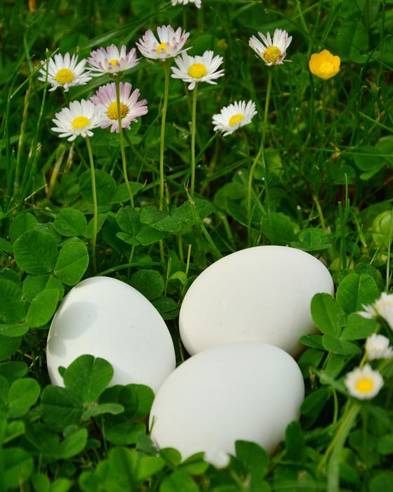 Egg White Eggs Meadow