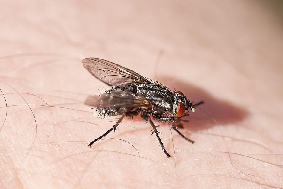 Fly Skin