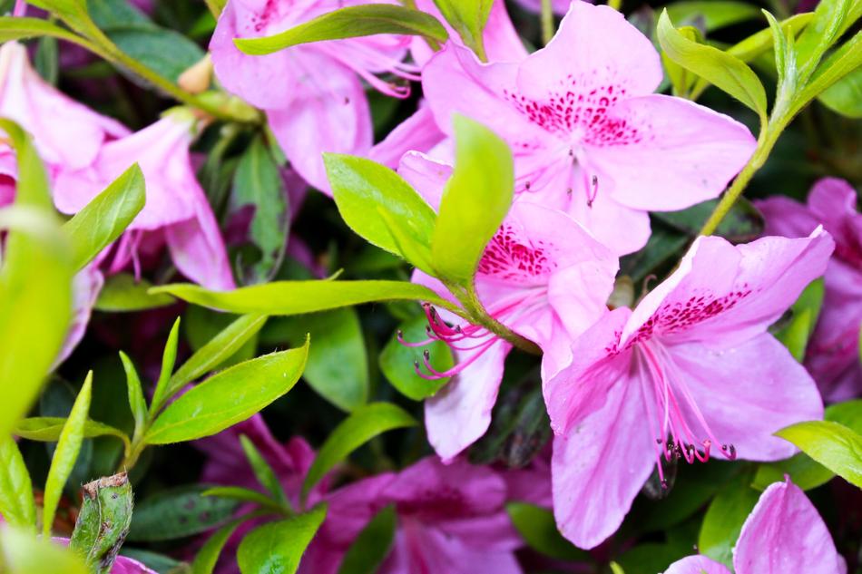 Pink Green Flower
