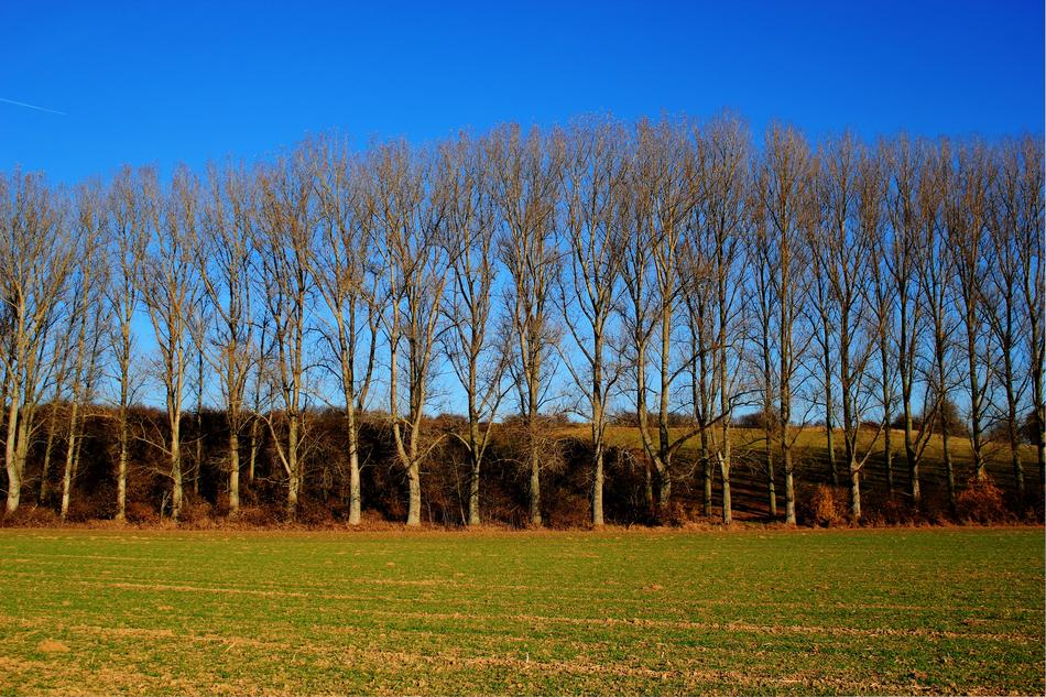 Field Trees Sky