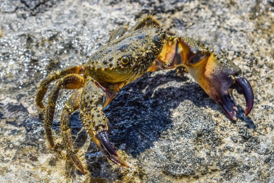 Crab Animal Sea