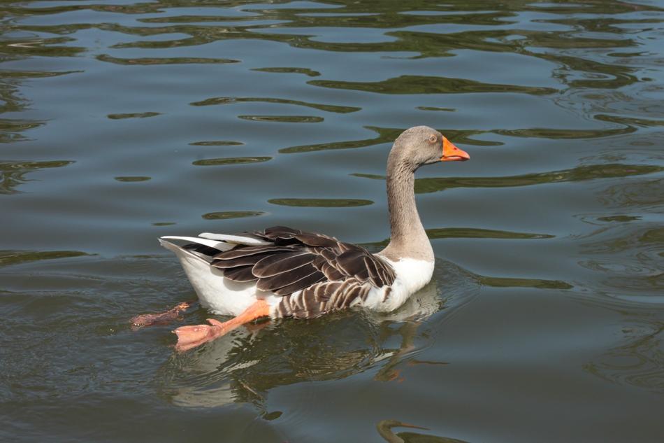 Duck Lake