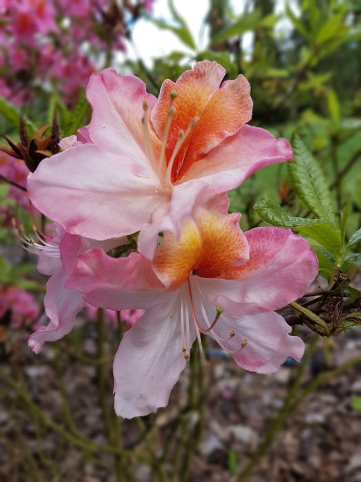 Flowers Azalea Spring
