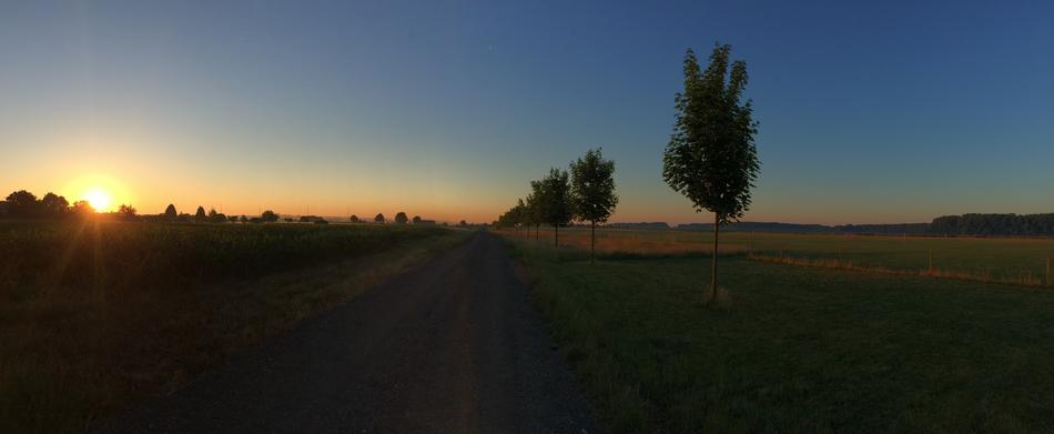 field at the Sunset