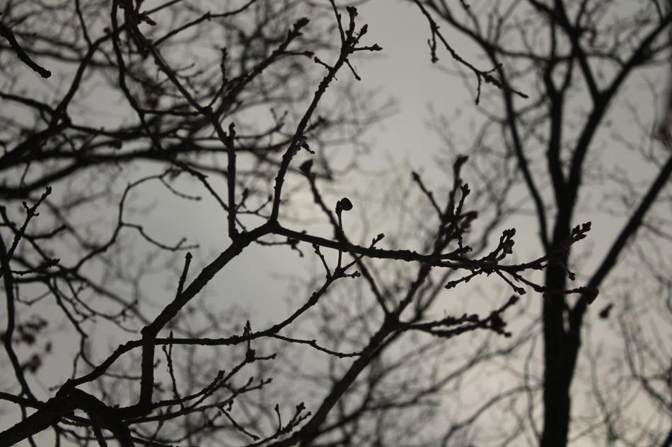 Tree Dark Autumn