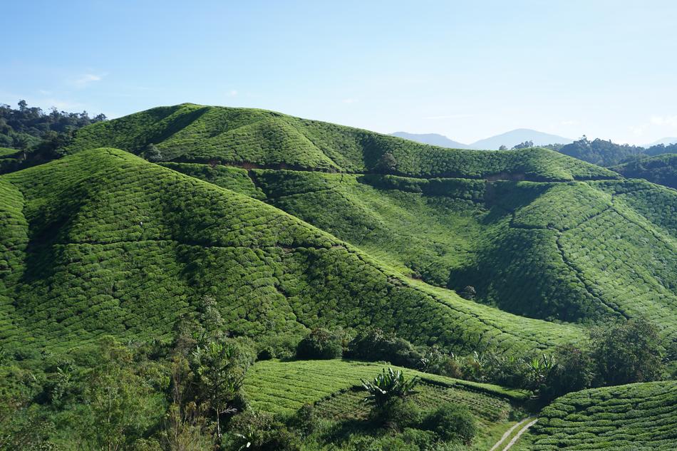 Tea Cameron Highland