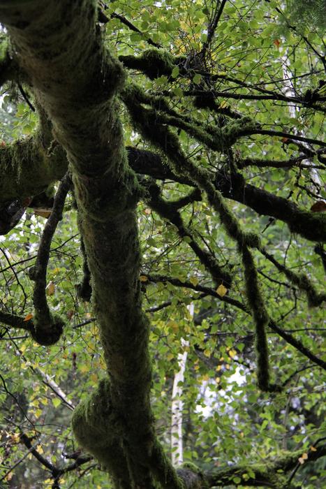 Tree Under Mossy