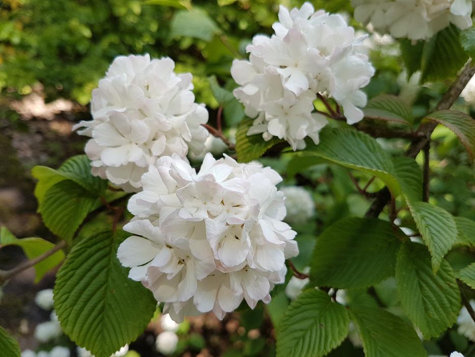 Blossoming white flowers in the garden