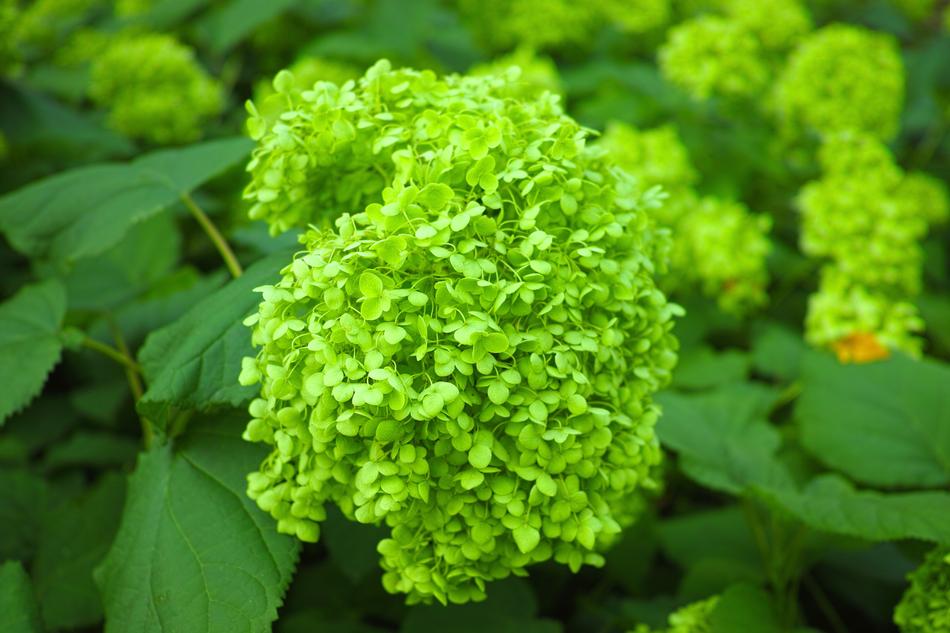Hydrangea Bud Close Up