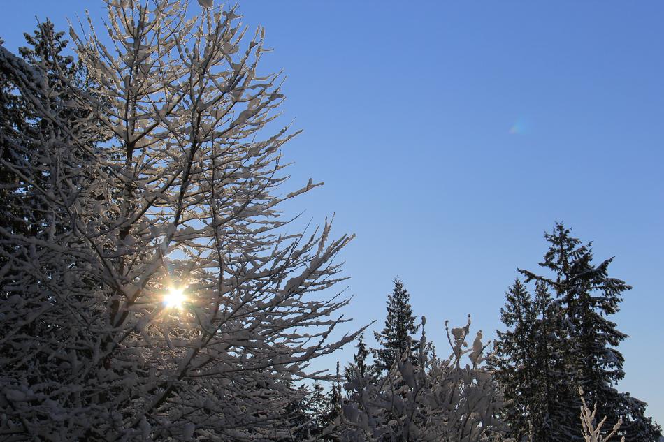 Snowy Morning Sunny Snow Cold Lens