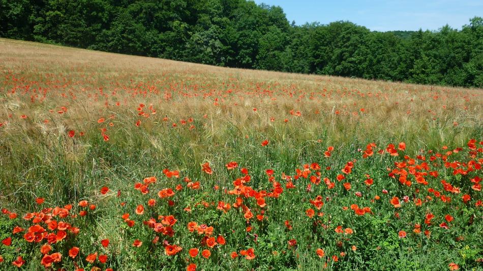 Klatschmohn German Wild Plant