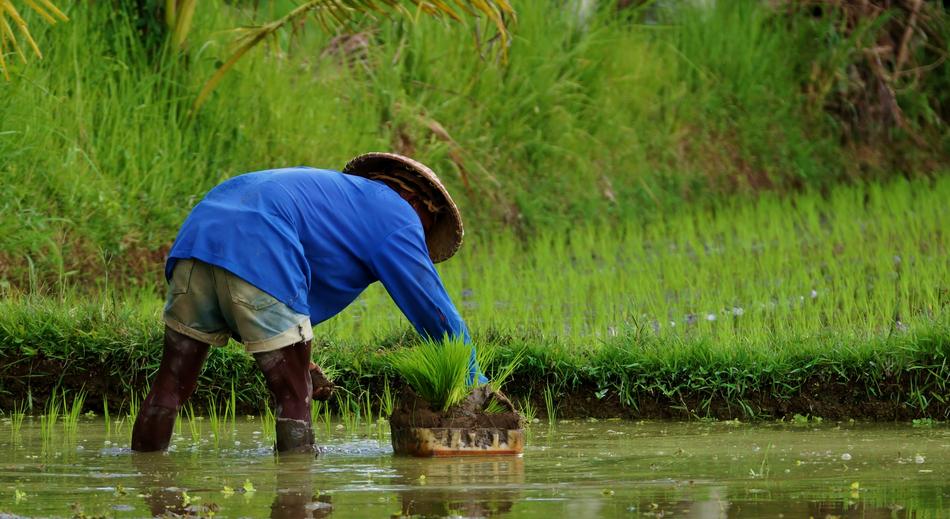 Plantation Rice free image download