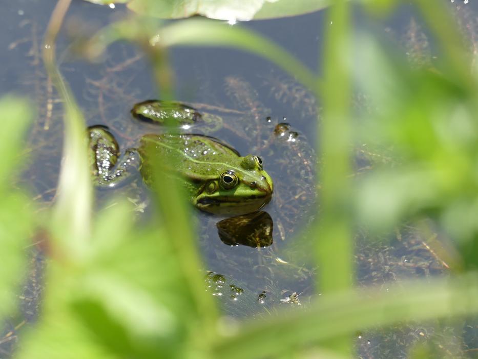 Frog Pond Water