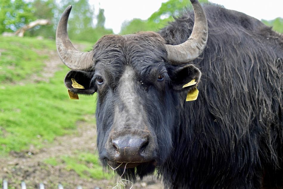 Water Buffalo Livestock Close