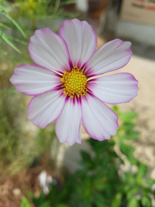 Cosmos Autumn