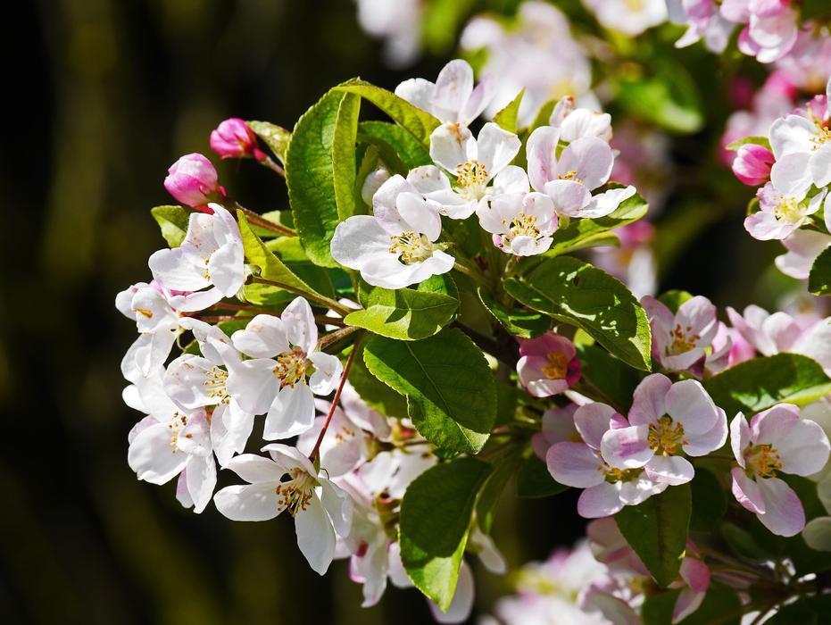 Apple Blossom Branch Flowers