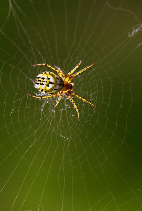 Spider Web Hooked
