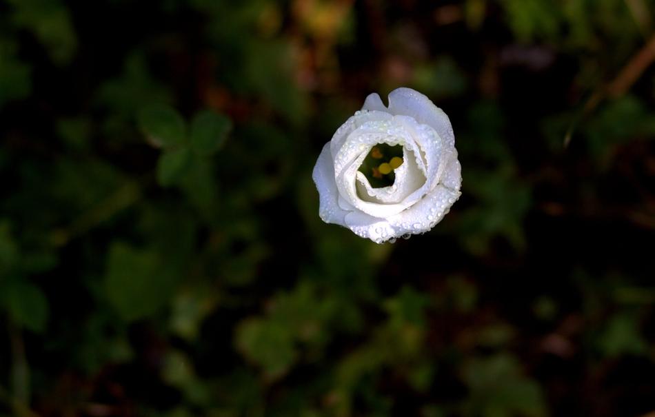 Rose White Flowers