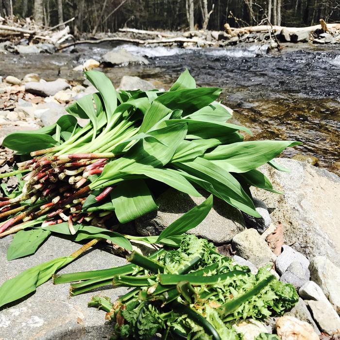 Edible Wild Plants This Garbage