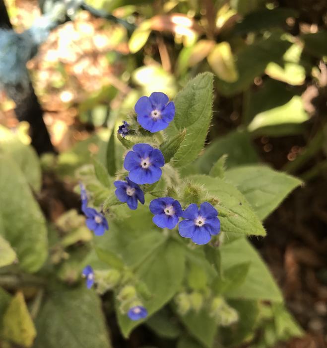 Blue Flowers