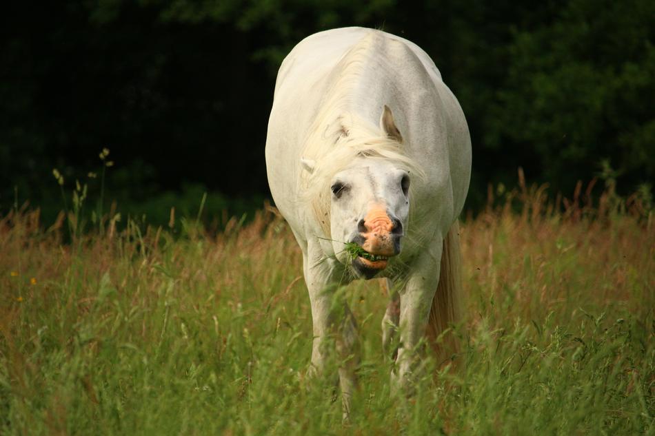 Mold Horse Thoroughbred Arabian