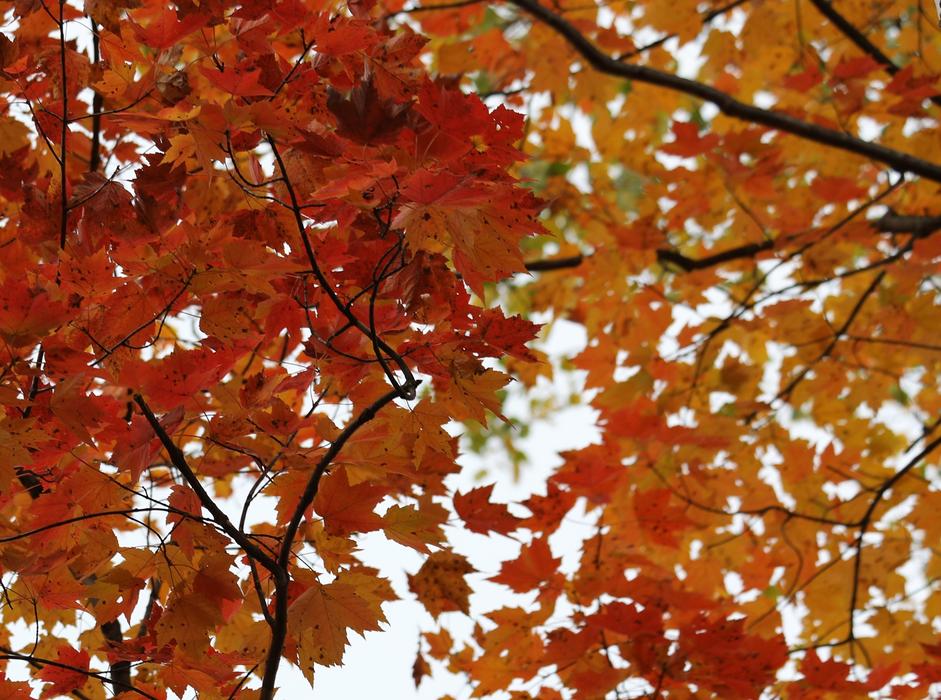 Birch Tree Fall
