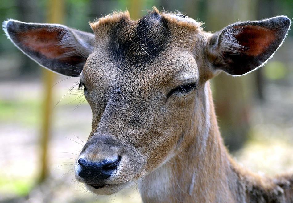 fallow deer head close-up on blurred background