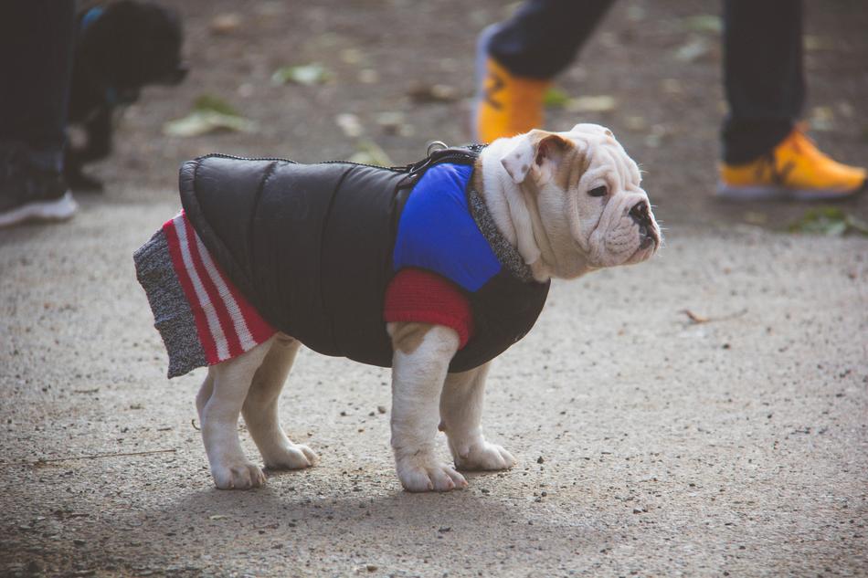 English Bulldog Puppy Sweater Dog