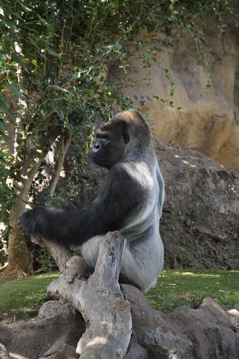 Gorilla Males A Male