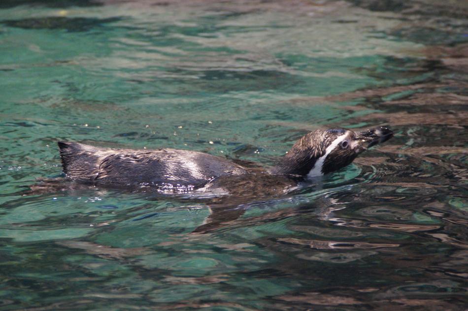 Penguin Floating Zoo