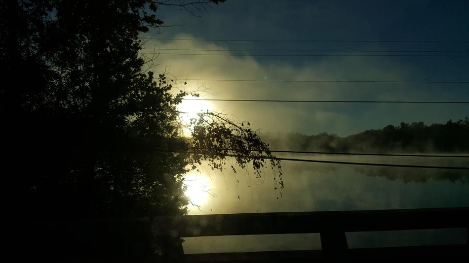 Morning Bushes Lake
