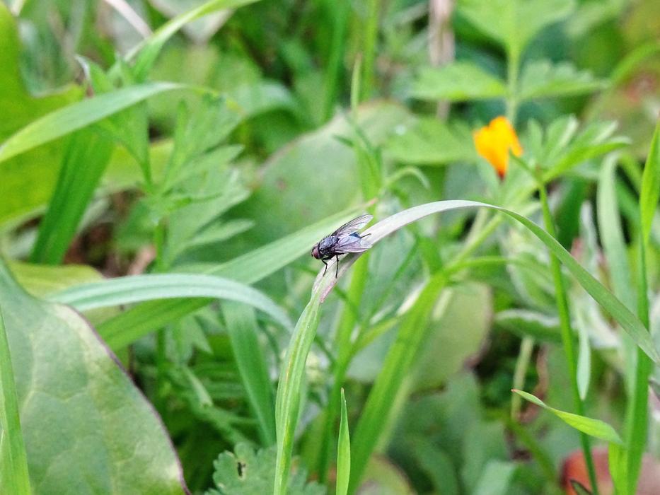 Close-up of the fly, on the green leaf, among the colorful and beautiful flowers