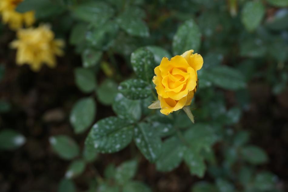 Yellow Roses Green Leaf Little