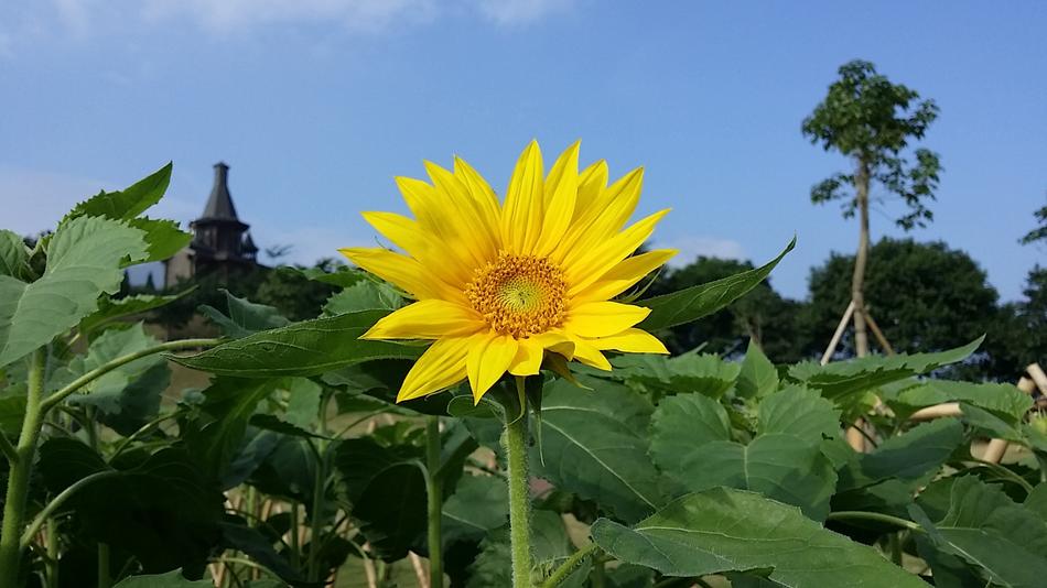 Sunflower Blue Sky