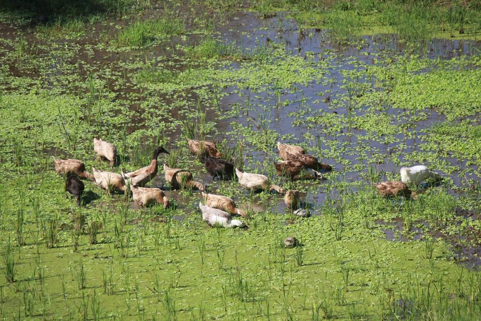 little ducks in the swamp