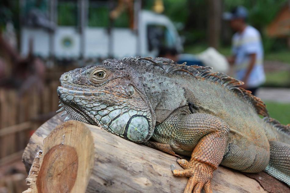 Lizard Safari Big
