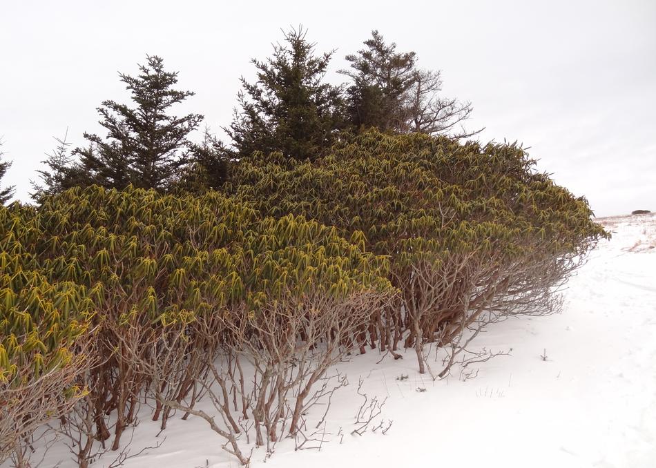 Roan Mountains Snow