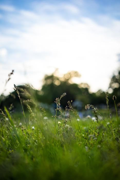 Grass Meadow Halm