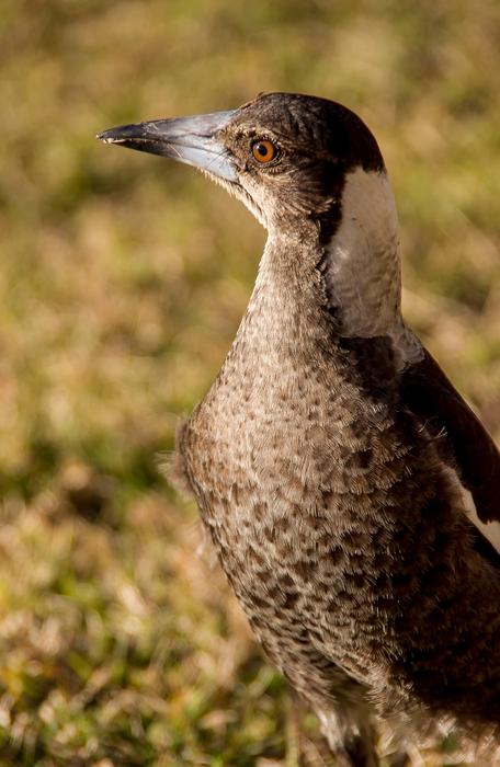 Magpie Australian Cracticus