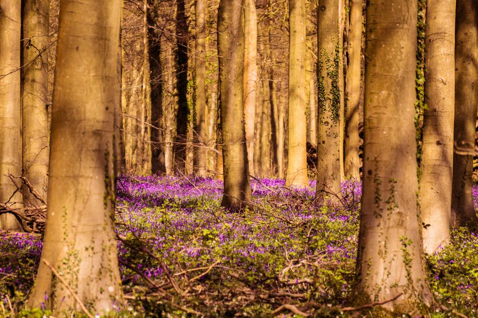 Bluebells Woodland Springtime