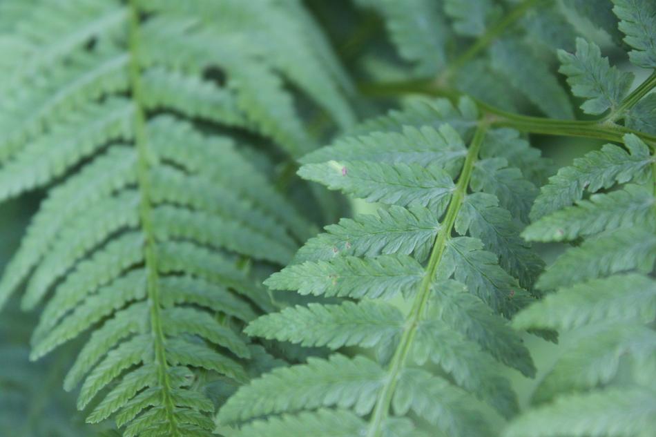 green plant species