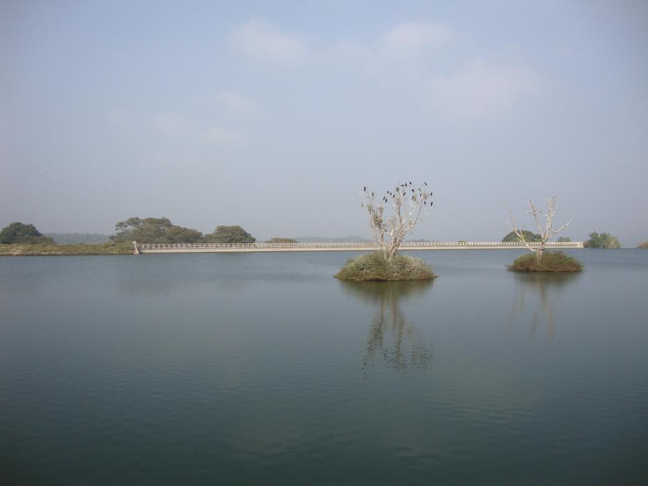 Moyar Dam Cormorants Roosting birds