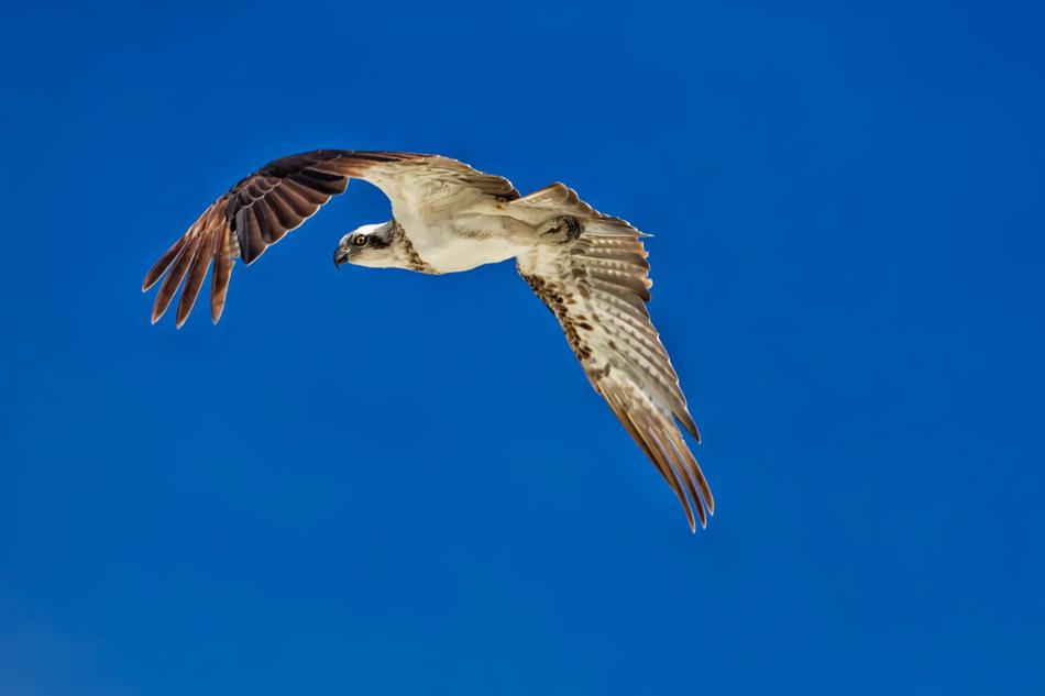 Birds Of Prey Flight Osprey A