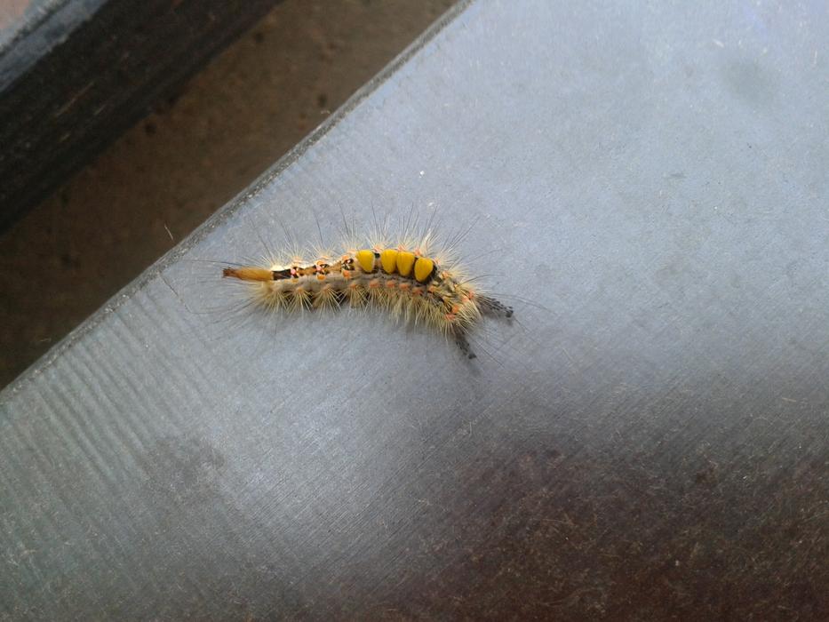 Caterpillar Yellow